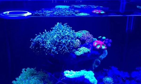 Люминесцентные лампы для морских кораллов T5 с цоколем G5