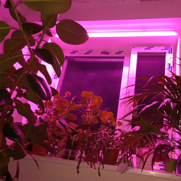 Светодиодный светильник для растений FL-LED T4 20W PLANTS 220V, без сетевого шнура