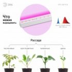 Светильник светодиодный для зелени и досветки комнатных цветов ЭРА FITO-14W-Т5-N красно-син. спектра изображение 20