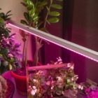 Светильник светодиодный для зелени и досветки комнатных цветов ЭРА FITO-14W-Т5-N красно-син. спектра изображение 12