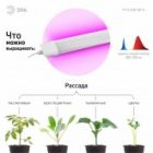 Светильник светодиодный для зелени и досветки комнатных цветов ЭРА FITO-36W-RB-N красно-син. спектра изображение 4