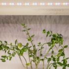 Светодиодная лента для растений ЭРА FITO-Strip Light-Ra90-3m 27W 12V IP65 полного спектра + адаптер изображение 8